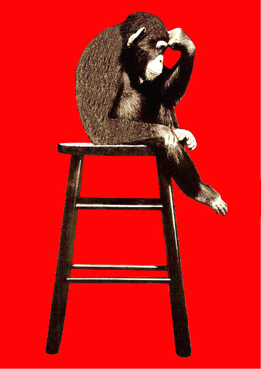 webassets/chimp.jpg